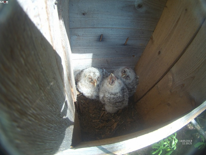 Red_ptizi_01.jpg Red_ptizi_01.jpg